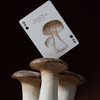 Eastern Forest Playing Cards