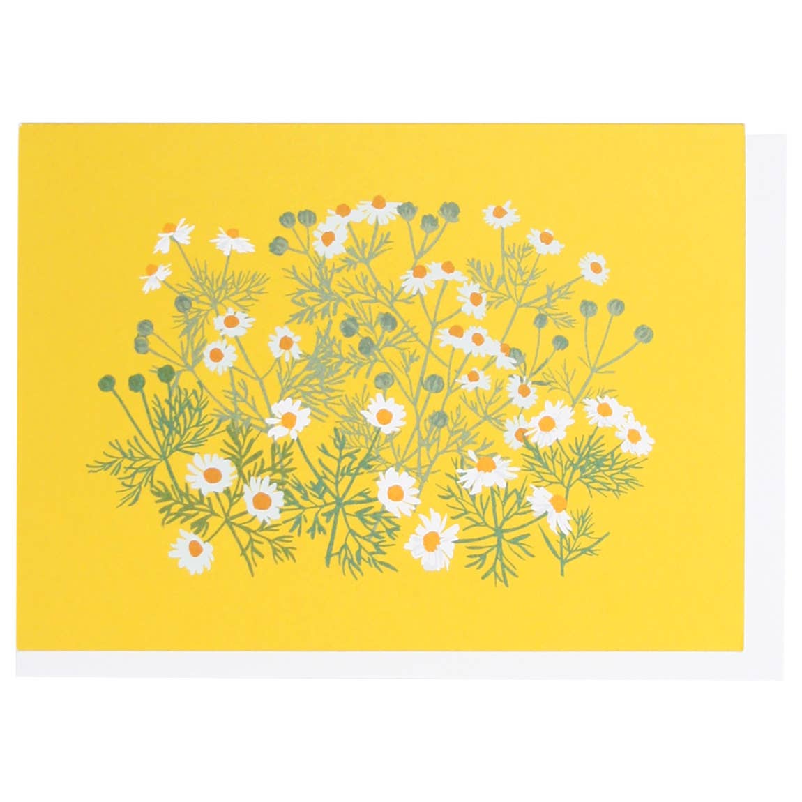 Chamomile Box of 10 Cards