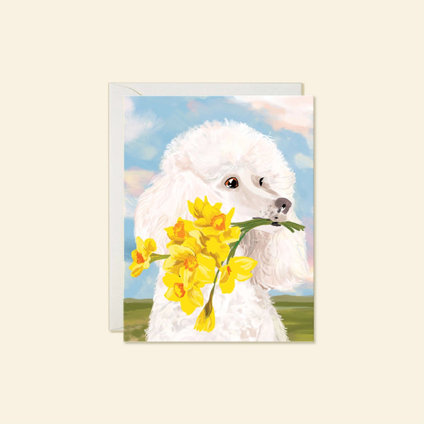 Poodle Daffodil