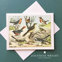 Bird Watching - Boxed Set of 8