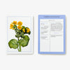New York Botanical Garden Wildflower Flashcards